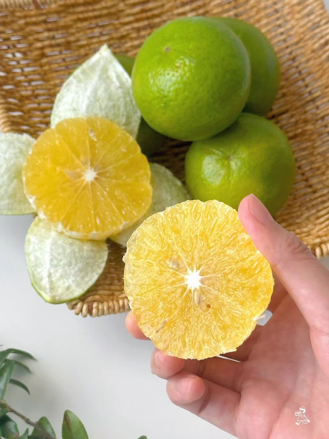 "Primal Citrus Perfection: Experience the Allure of Pugan Jade Green"